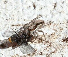 Menemerus bivittatus