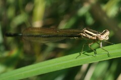 Pseudagrion