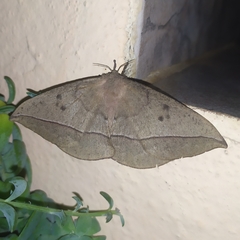 Lonomia