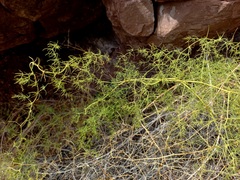 Asparagus pallasii