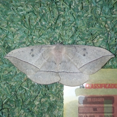 Lonomia