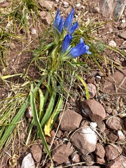Gentiana decumbens