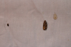 Phaecasiophora niveiguttana