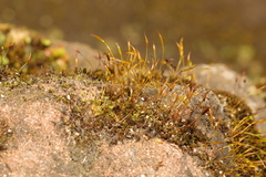 Tortula muralis
