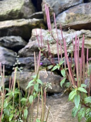 Epilobium wilsonii
