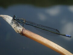 Pseudagrion salisburyense