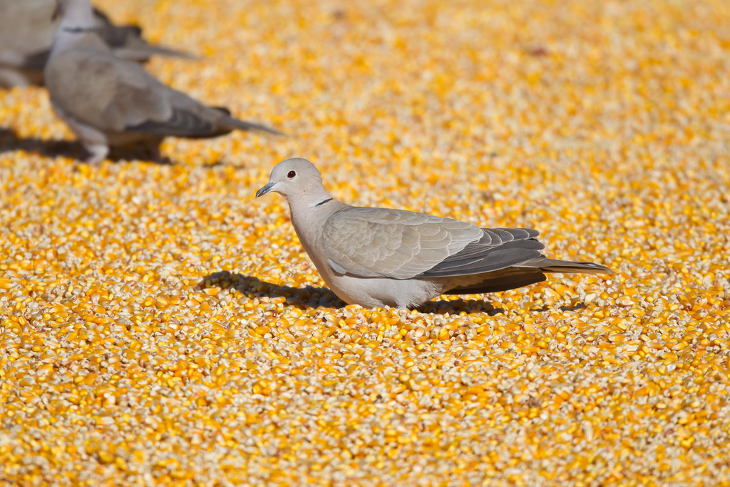 Eurasian CollaredDove from Dalhart, Dallam Co., Texas on January 17, 2011 by Greg Lasley