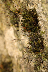 Tortula muralis