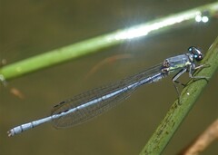 Pseudagrion spernatum