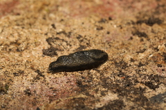 Arion hortensis