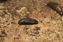 Arion hortensis