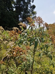 Vernonanthura polyanthes