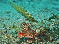 Dactylopus kuiteri