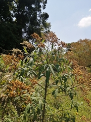 Vernonanthura polyanthes