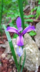 Iris graminea