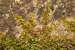 Homalothecium sericeum