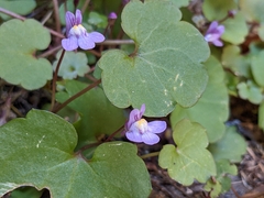 Cymbalaria muralis