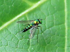 Condylostylus caudatus