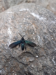 Macrocneme leucostigma