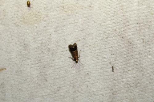 Broad-banded Eulogia Moth photo 3