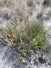 Sorocephalus lanatus