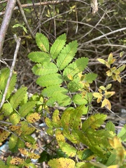 Sorbus aucuparia