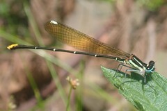 Allocnemis leucosticta