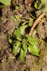 Arabidopsis thaliana