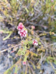 Sorocephalus lanatus