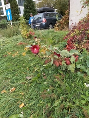 Alcea rosea