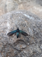 Macrocneme leucostigma