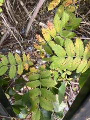 Sorbus aucuparia