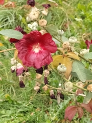 Alcea rosea