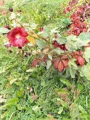 Alcea rosea
