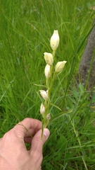 Cephalanthera damasonium