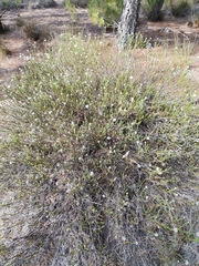 Sorocephalus lanatus