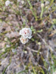 Sorocephalus lanatus