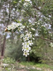 Leptospermum polygalifolium
