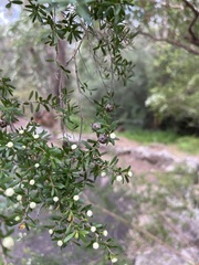 Leptospermum polygalifolium