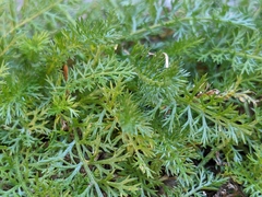 Achillea millefolium