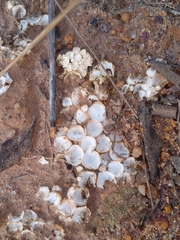 Fungi