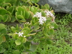 Crassula ovata