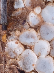 Fungi