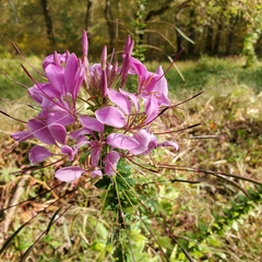 Cleome houtteana