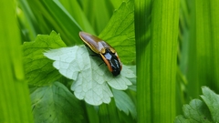 Semiotus luteipennis