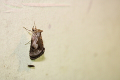 Chrysanympha formosa