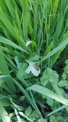 Semiotus luteipennis