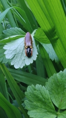 Semiotus luteipennis