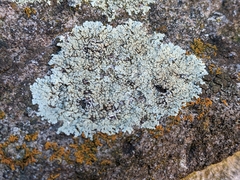 Parmeliaceae