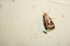 Chrysanympha formosa